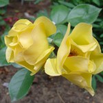 Yellow Florette