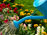 Water pouring from blue watering can onto blooming flower bed