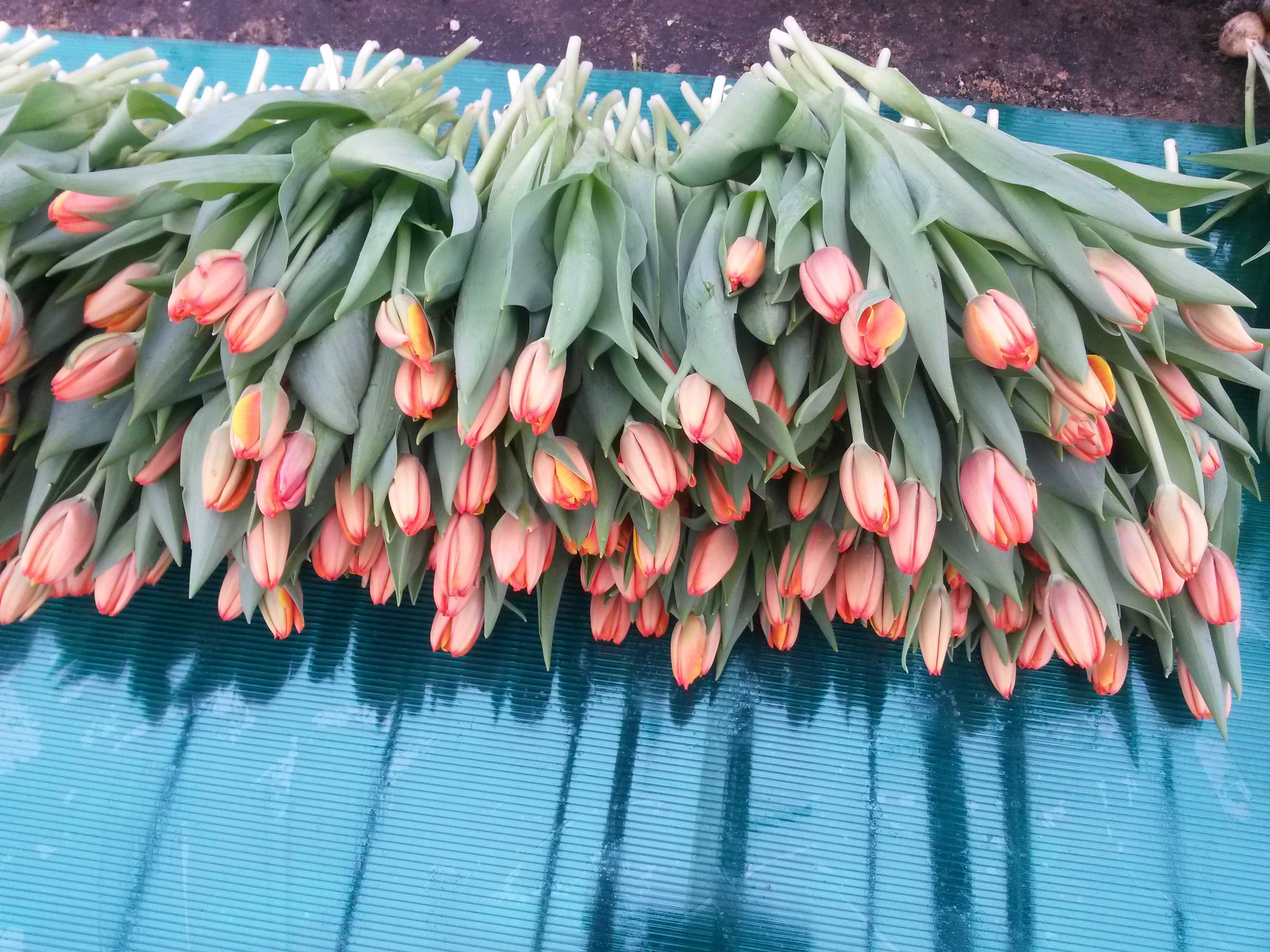 Тюльпаны новосибирск розница. Тюльпаны опт. Тюльпаны фото. Тюльпаны оптом. 500 Тюльпанов как выглядит.
